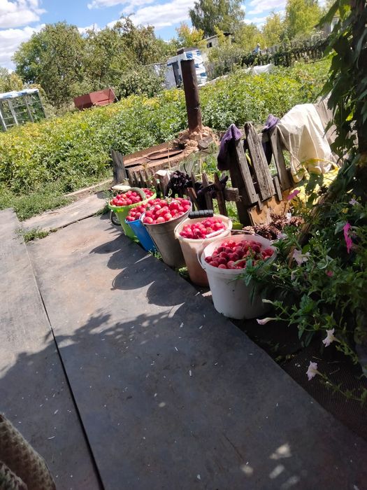 Дача продаётся оптимист(бывшая Литейшик)