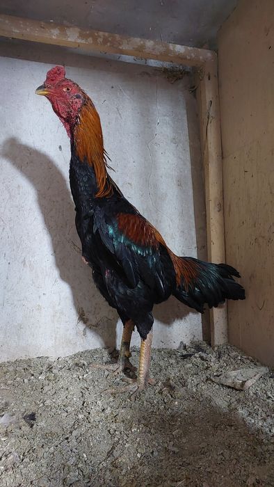 Бойцовский петух. Дакан