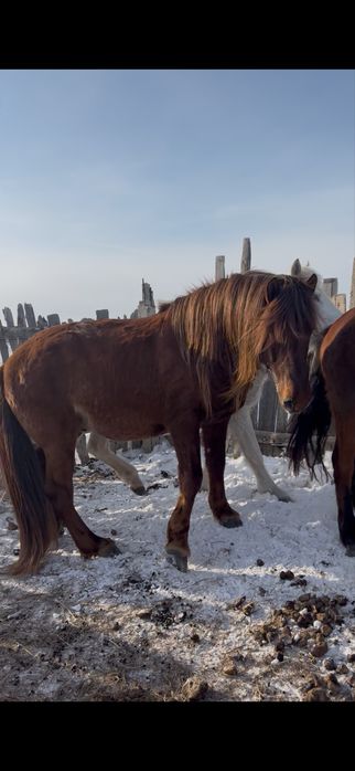 Мұғалжар айғыр сатылады