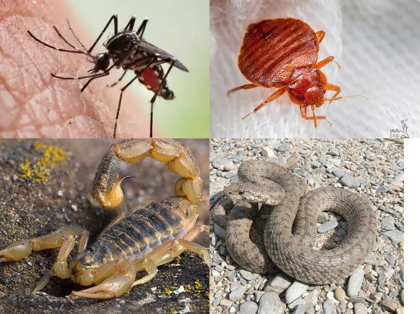 Дезинфексия дезинфекции Dezinfeksiya xizmati dezinseksiya dizinfeksiya