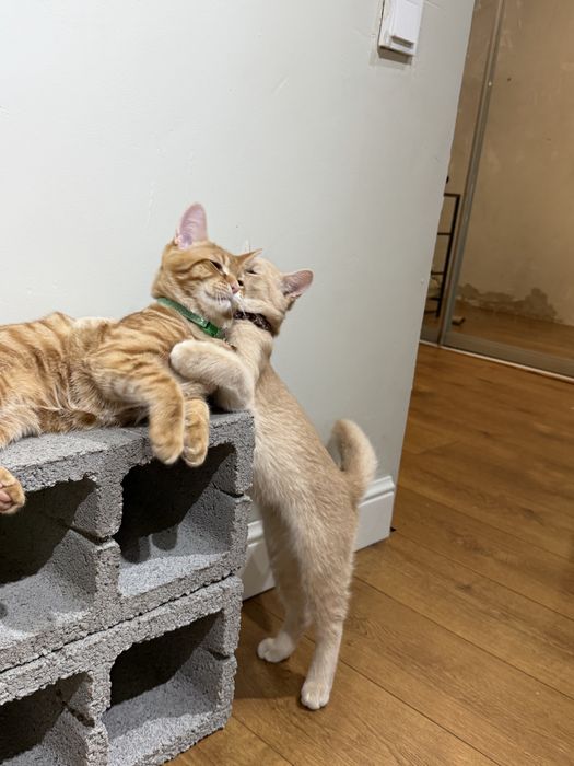 Отдам котят в добрые руки