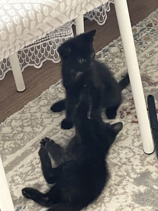 Отдам котят бесплатно