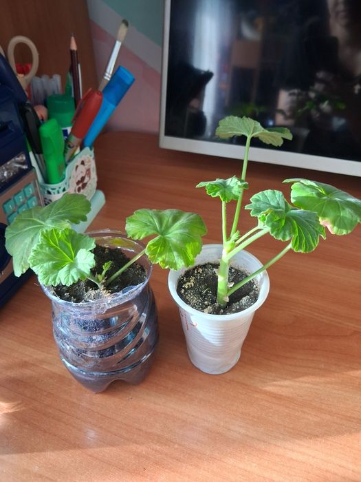 Продам герань растение