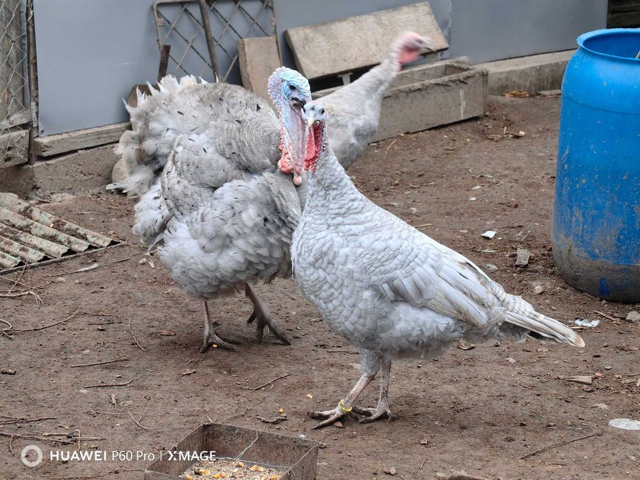 Oua curca pentru incubat sau consum, culoare deosebita lavanda