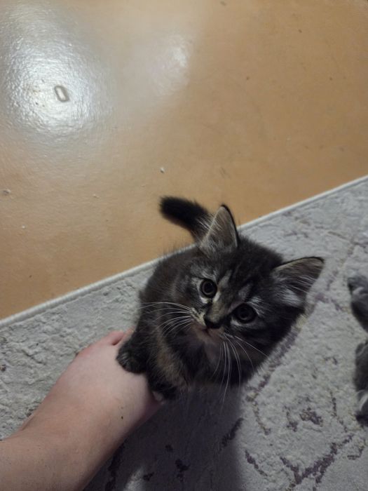 Отдаем котят бесплатно