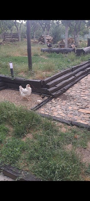 Vând cloșcă cu 6 pui. Puii au 8 zile in momentul publicării anunțului.