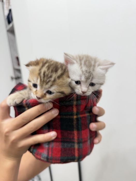 Продаются милые котята