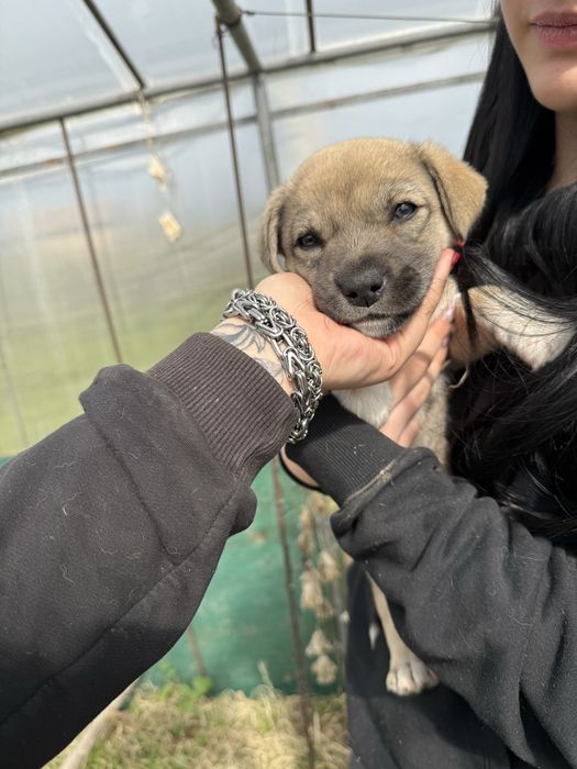 Подарявам кученца