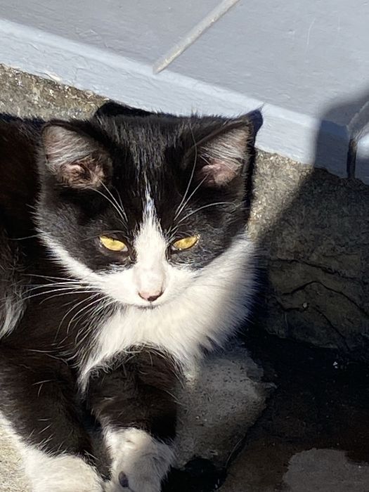 Милые Котята ищут дом