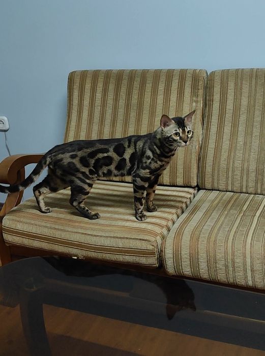 Чистокровный Бенгал на развидение