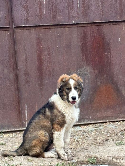 Алабай.   2,5 месяца