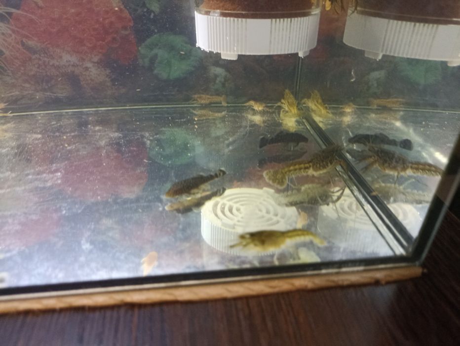 Продам  Мраморных Раков