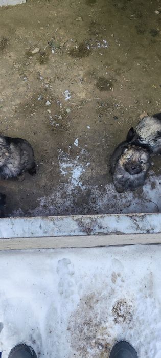 Щенки в хорошие руки