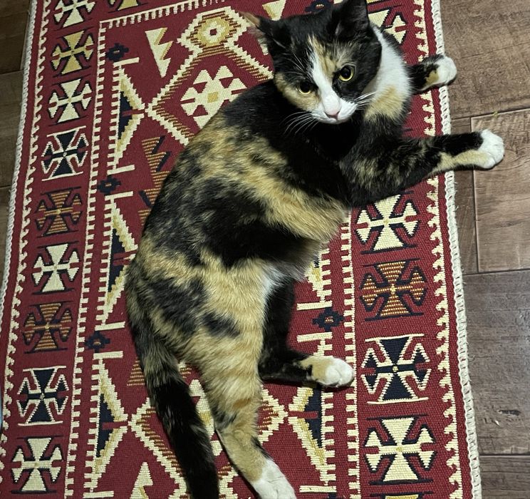 кошка в хорошие руки