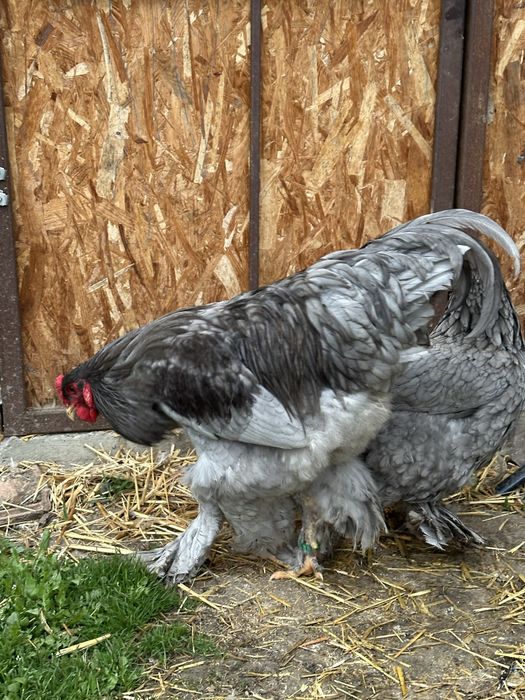 Disponibila brahma albastru