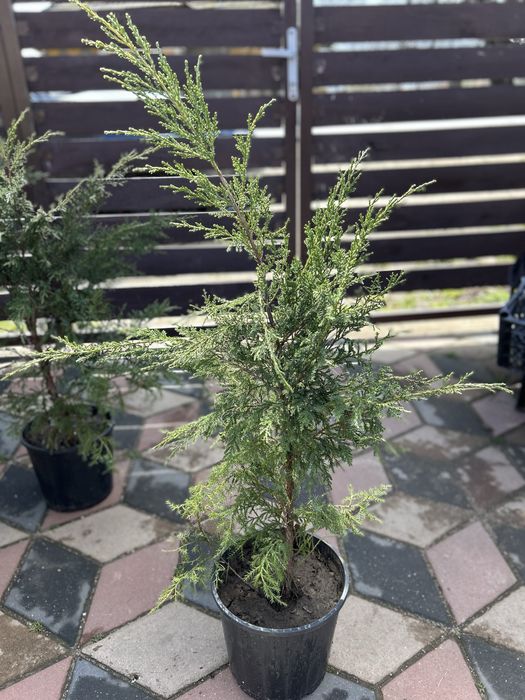 Brăduți ornamentali (Ienupar & Leylandii) de la 25 lei/buc