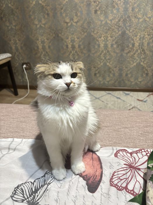 кошка в добрые руки