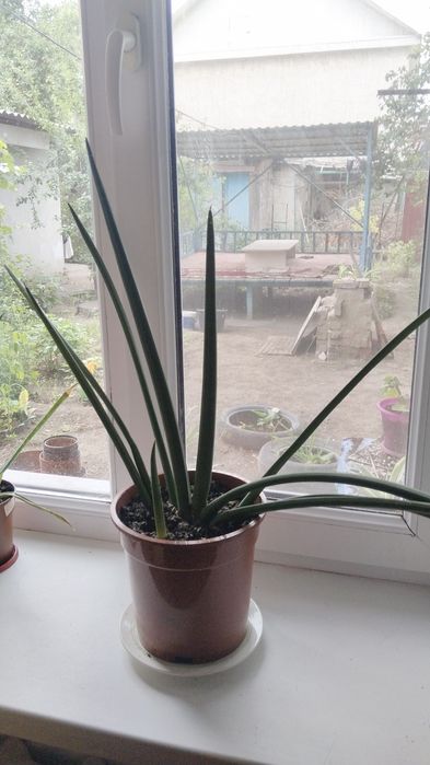 Продаю цветы комнатные красивые