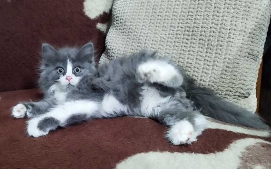 Кот, котенок в добрые руки. 3 мес. Чистый. Здоровый.