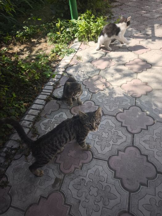 Отдам котят в хорошие,добрые руки