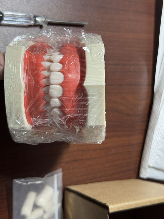 Arcada dentara stomatologie