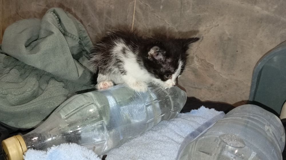 Котёнок чёрно-белый