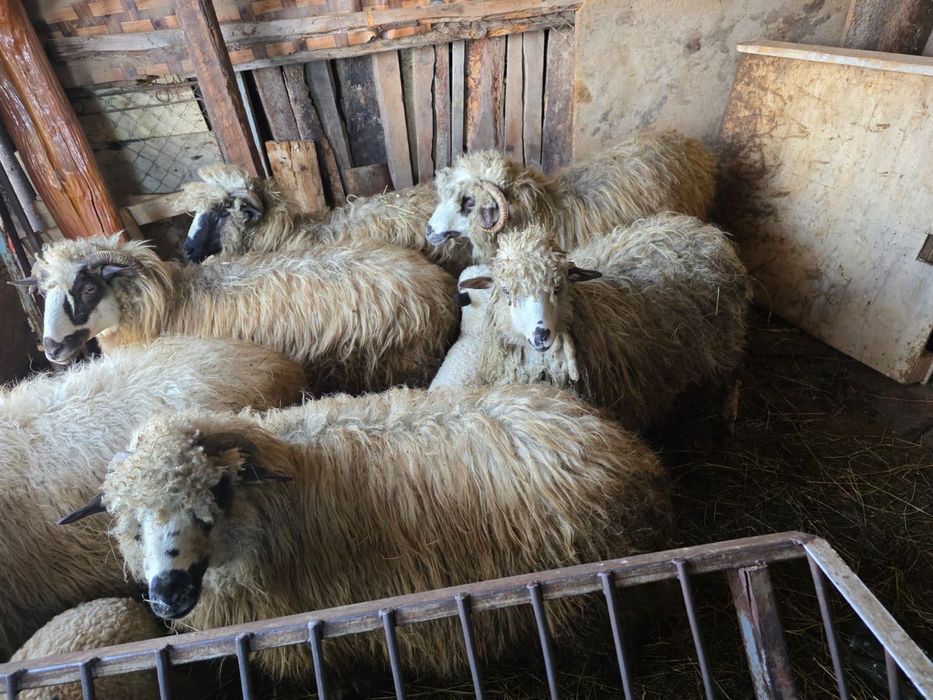 Se vinde 7 oi cu miei