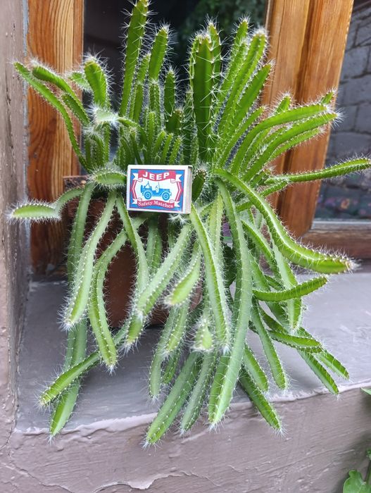 Цитрус  кўчати Дракон фрукт  Питахая