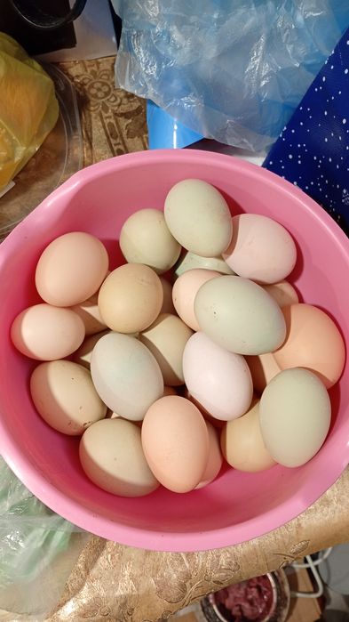 Ouă pentru consum și incubat găină