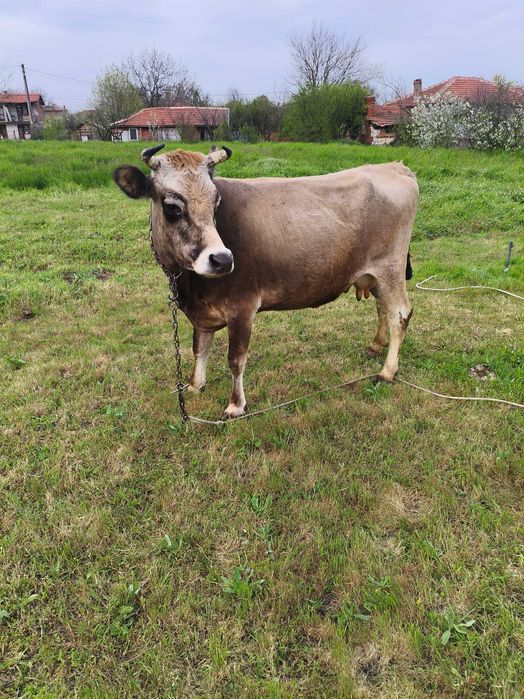 Продавам крава БРГ