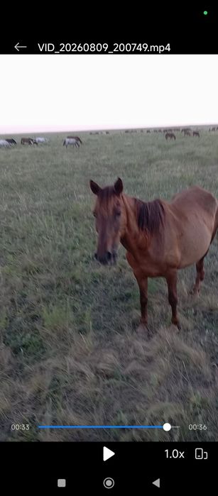 Продам кабылу жеребую