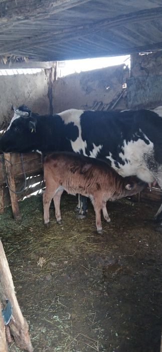 Vând vaca cu vitea fatatata de 2 luni