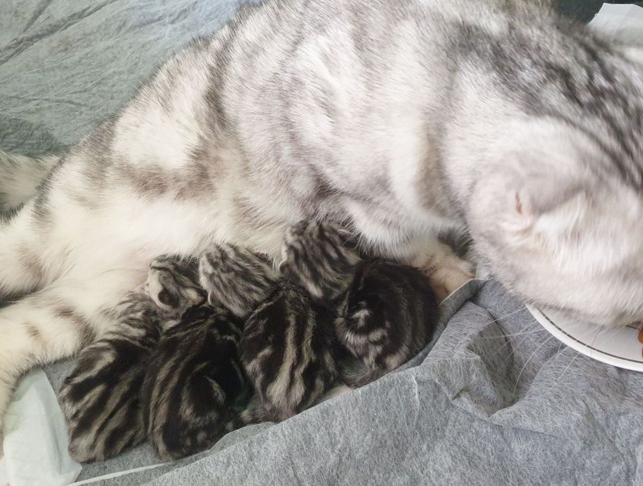 Мраморный парочки продаётся  вместе.