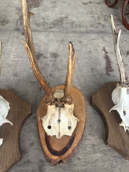 Глава трофей от муфлон