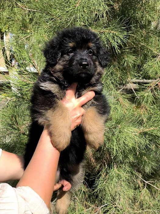 Немецкая овчарка.