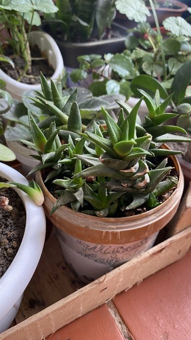 Комнатные цветы