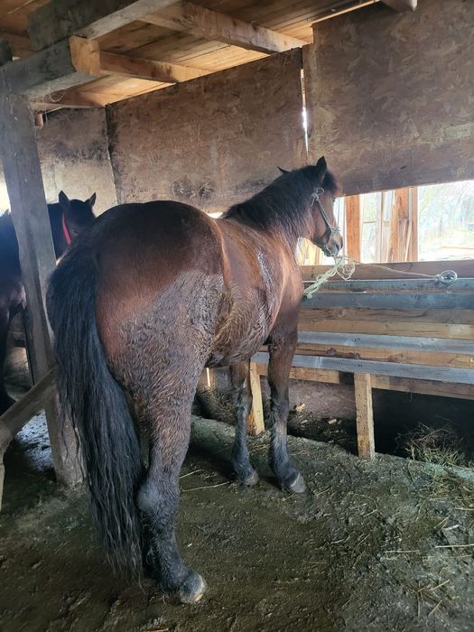 Vând manza 1.6 luni