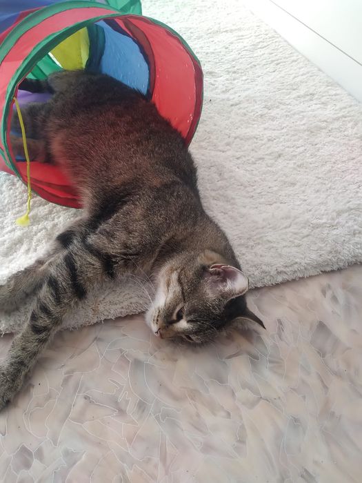 Отдам в добрые руки кошечку