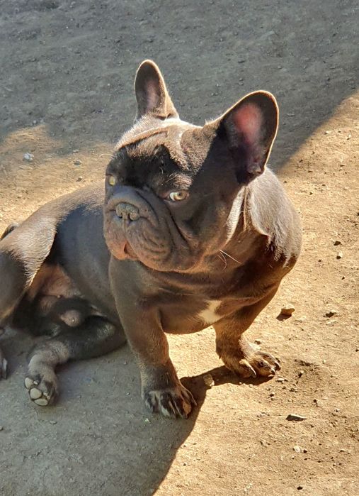 Френски булдог (Big rope) Fluffy carrier