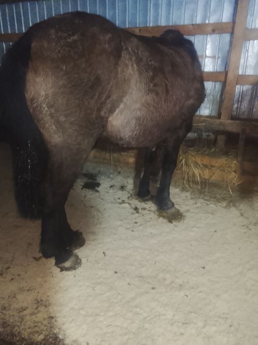 Vând mânz și iapă