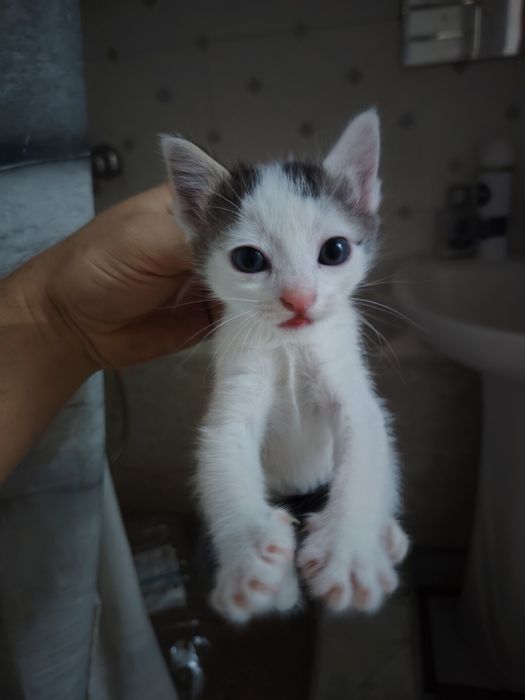 Отдаю котят в добрые заботливые руки!!!