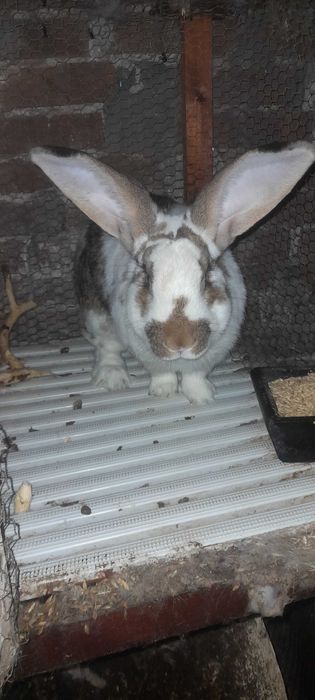 Заек пеперуда х великан