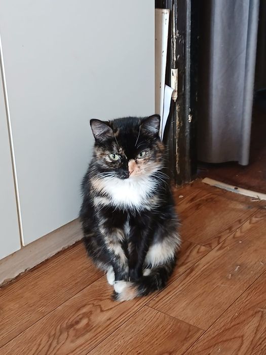 Необычная красотка