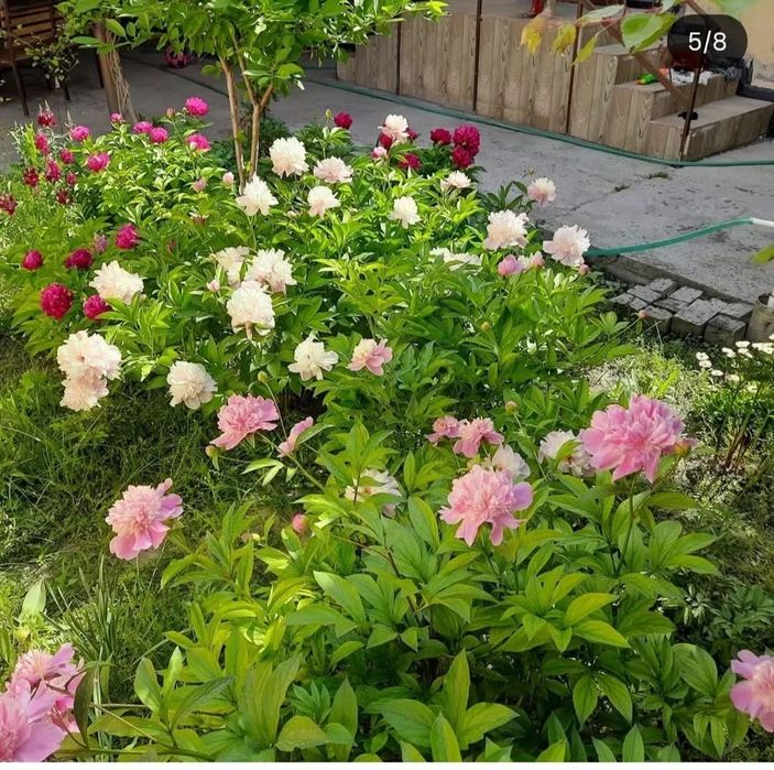 Большие и средние кусты пионов