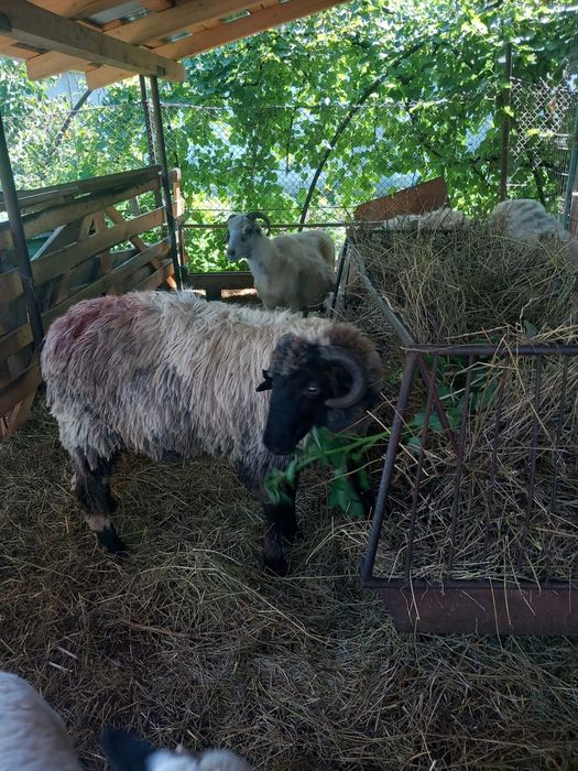 Vand berbecuț de prasila,merita văzut..
