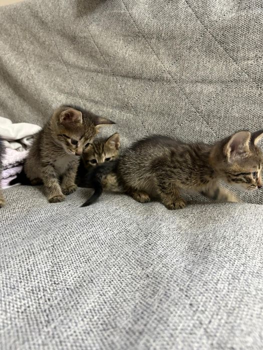 Отдам котят бесплатно