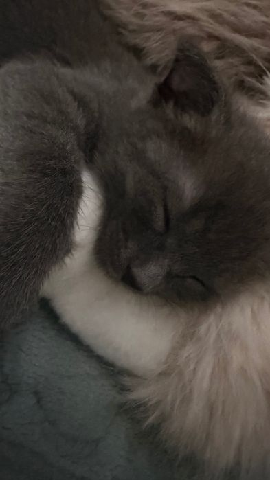 шотландского котенка