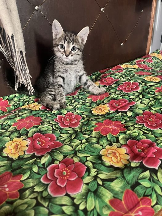 Отдам котят в добрые руки