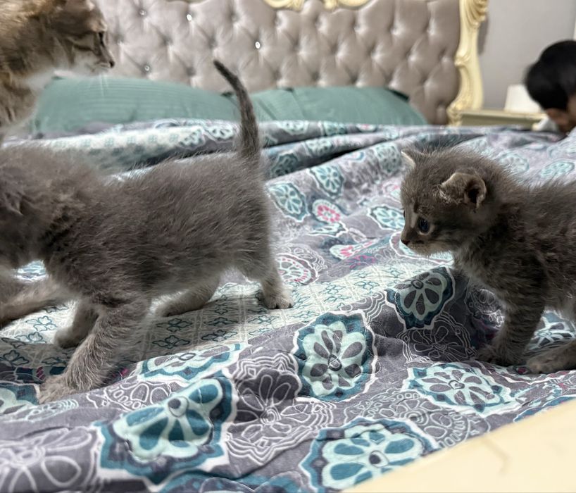 Отдам котят в добрые руки