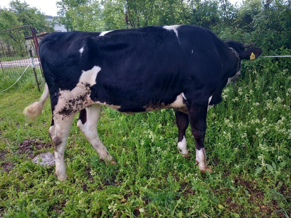 Vând vițeauă de 1 an jumate